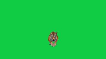 tigre, real Bengala Tigre corriendo frente ver 3d animación aislado en verde pantalla antecedentes video