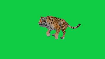 Tiger running 3d animation isolated on green screen background video