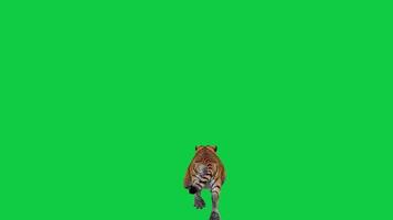 Tiger, Royal Bengal Tiger running back view 3d render animation isolated on green screen background video