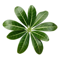 Closeup of a vibrant green tropical plant with eight radiant leaves png