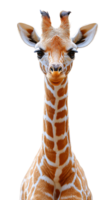 Close-up of a giraffe's face, with soft eyes, delicate eyelashes, and striking pattern, showcasing its gentle and curious personality png