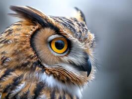 An owl with yellow eyes is looking at something photo