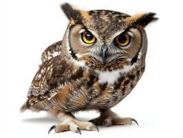 A stunning close-up of a wise owl21 photo