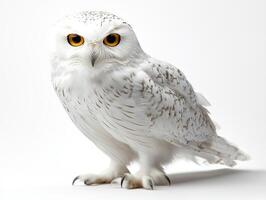 A white owl with yellow eyes is standing photo