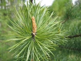 Coniferous tree branch with cone sprout photo