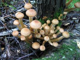 Honey mushrooms growing at tree, close-up in forest photo