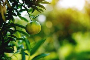 Agricultural products Orange gardens of farmers, production and success in orange cultivation photo