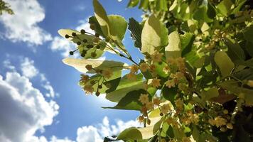Sunlit linden tree branches with flowers against a blue sky, evoking nature and summer serenity video