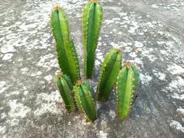 Cactus plants are sitting on a concrete surface photo
