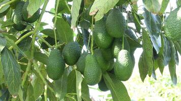 Harvest manually a avocados fruit in a avocado tree video
