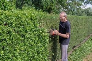Gardener in work clothes trimming thorny holly hedge with electric hedge trimmer in backyard garden smiling happily and enjoying work on warm sunny day, photo