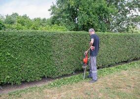 male gardener trims a thorny holly hedge with an electric hedge trimmer in his backyard garden, pauses due to fatigue, photo