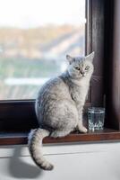 Gray cat sits in front of glass of water on wooden windowsill and looks at the camera, animal behavior concept, how to teach a cat to drink enough water, put a bowl of water near the sleeping place, photo