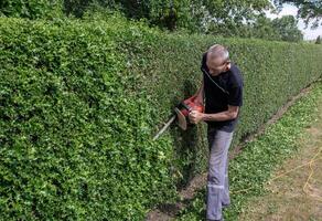 gardener in work clothes trimming thorny holly hedge with electric hedge trimmer in backyard garden enjoying work on warm sunny day, side view photo