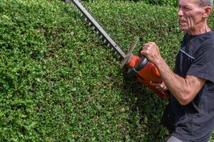 close up gardener in work clothes trimming thorny holly hedge with electric hedge trimmer in backyard garden enjoying work on warm sunny day, side view, photo