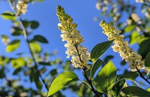A close up of some white flowers on a tree photo