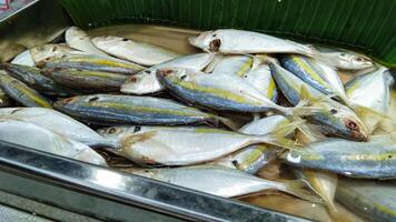 Mackerel, also known internationally as Rastrelliger kanagurta, is also known as Indian mackerel. photo