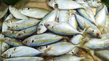 Mackerel fish, also known internationally as Rastrelliger kanagurta, is also known as Indian mackerel. photo
