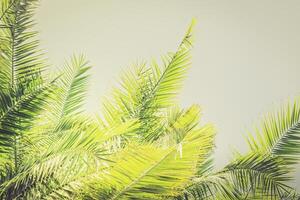 Toned sunlight Palm leaves background with copy space. Palm Sunday mockup photo
