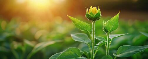 Close up of sunflower bud in spring garden with sunlight shining photo
