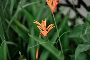Close-up of a vibrant orange Heliconia flower, also known as lobster-claw so nice photo