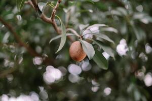 Sapodilla on Branch so nice sss photo