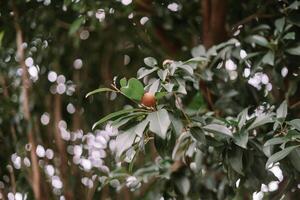 Sapodilla on Branch so nice photo
