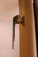 A string of pearls succulent hangs gracefully in a concrete pot, so nice photo