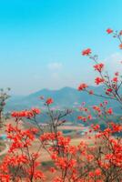beautiful red flowers close-up against mountains photo