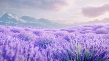 endless lavender field in soft purple tones leading to golden hills photo