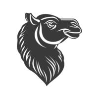 Camel's head is shown in black and white. The camel's head is the main focus of the image vector