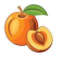 peach isolated on white background, peach with leaves, half of peach, piece vector
