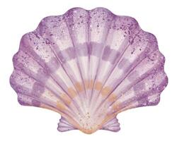 Watercolor illustration of purple Seashell for childish greeting cards or baby invitations. Art of Sea Shell for nursery wall art. Drawing of Scallop on isolated background. Pastel sketch of Bivalve vector