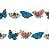 Seamless border, frame of butterflies of different colors and types. Peacock butterfly, Morpho butterfly of blue, red, shades, all objects are hand-drawn with watercolors. For invitations, postcards vector