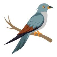 Cuckoo Perched on a Branch in Natural Pose vector