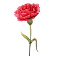 A single red carnation flower is shown on a black background png