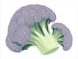 Broccoli cabbage. isolated illustration vector