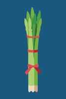 Fresh Green Asparagus Bundle Tied with Red Ribbon vector