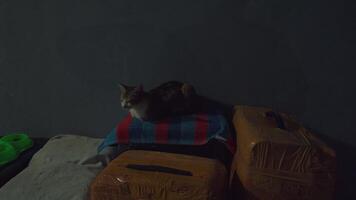Cat Resting on Boxes in Dim Light video
