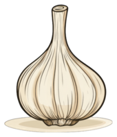 Single bulb of garlic shown on a white background png