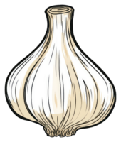 A single bulb of garlic is shown in detail png