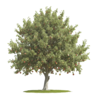 An apple tree with many apples on it png