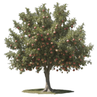 An apple tree with lots of fruit on it png