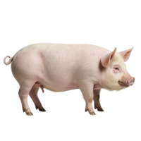 A pig is standing in front of a black background png