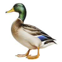 A duck standing on a black background png