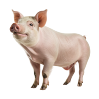 A pig is standing in front of a black background png