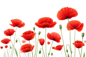 Bright red poppies bloom on white png