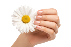 Holding a daisy with a soft manicure png