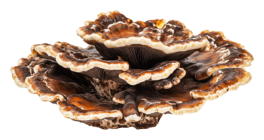 Unique mushroom specimen found in a forest setting png