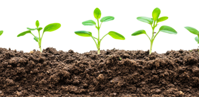 New seedlings sprout from spring soil png